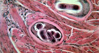 DO YOU KNOW YOUR PARASITES?